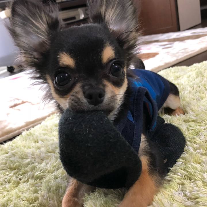 D5a72fe0 7a0c 4b79 8b88 319ecfa7a1c0 1539815256164