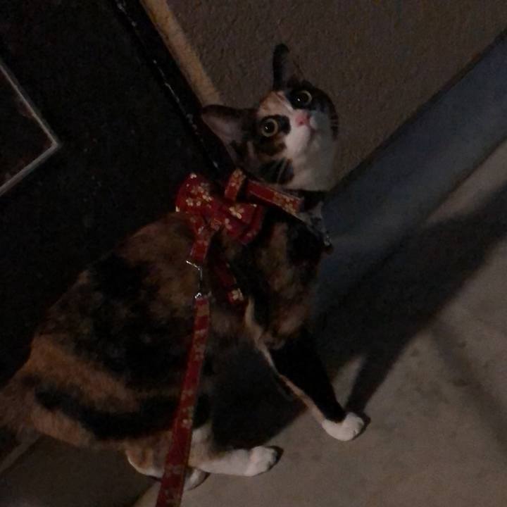 D5ab29aa 1b0d 498a 9596 a1e2da5d00ab 1588104884953