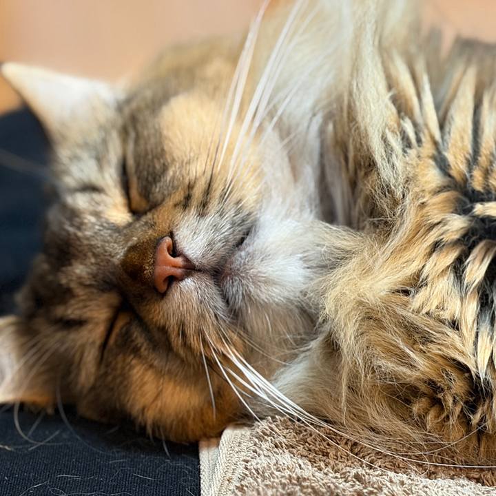 D5afc88d 270b 494f 8e89 0f35cdb82e99 1758944888745