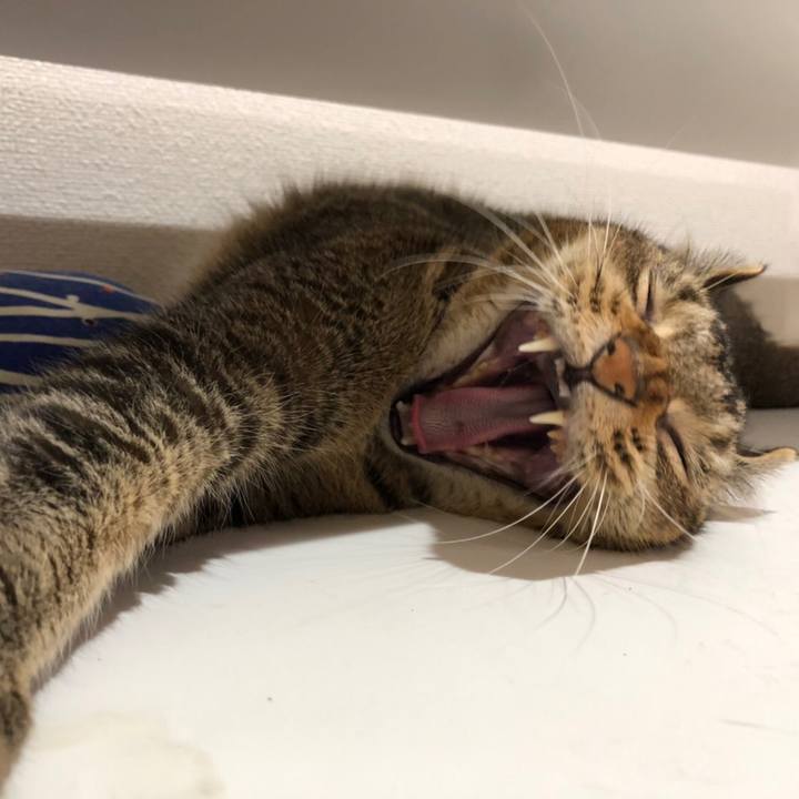 D5b30f6b 9ef0 4b2a 9890 4e5fb74c3ac1 1597282242890