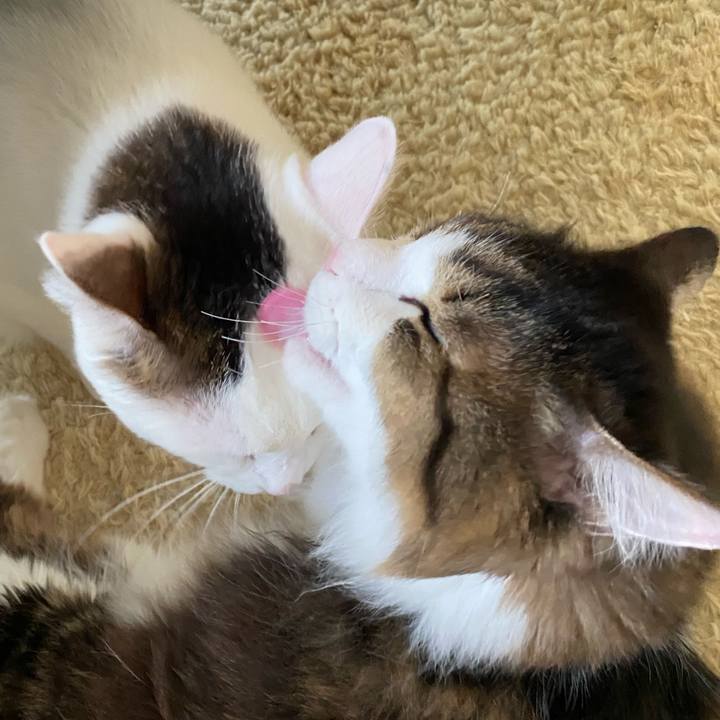 D5b4c0bd c3ad 41de 96d2 a1a7a945b4c8 1733964845473