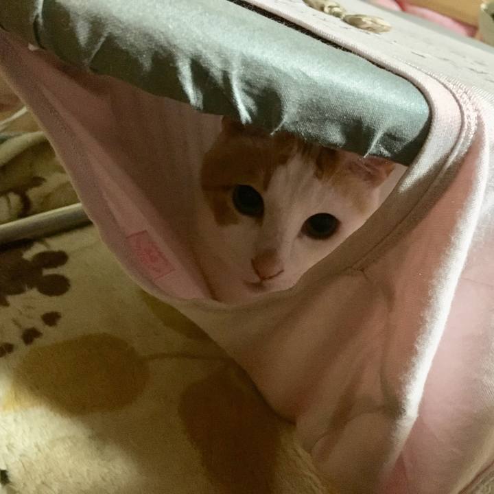 D5b68d62 06ad 4e97 80b8 7b8e2df7eb79 1524149404775