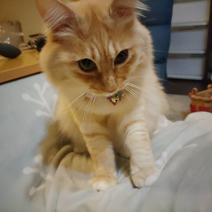 D5baccfd 7034 4f33 b3b4 ea562e4c5cc2 1667042719541