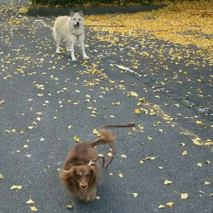 D5bb8284 1735 4cfe a1f4 f32dbcbb5b19 1509785080611