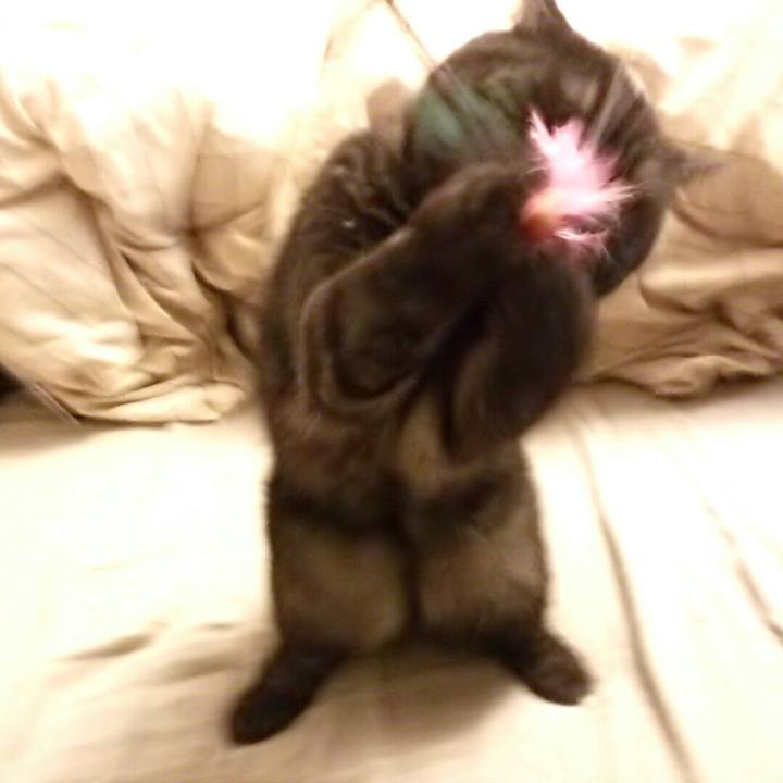 D5bc1d48 5b44 4ecb 9ae1 d279f16a0edf 1508453387581