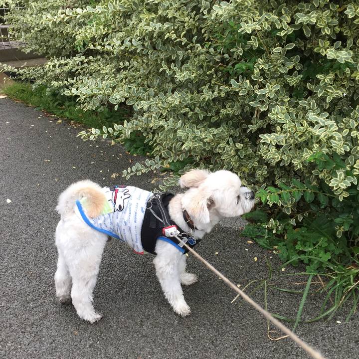 D5bc2ace 15a3 4ba4 ae5a e4820d108251 1507892874953