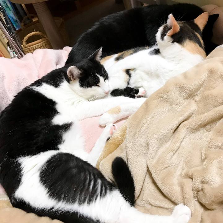 D5bc9579 c319 4dc8 b7cf e1caf47f7f28 1512525139846