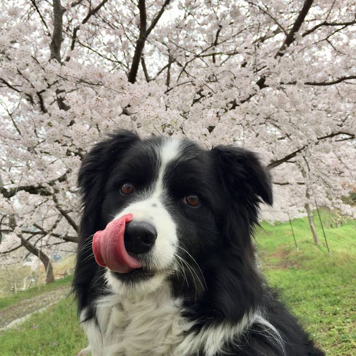 D5bd0c44 ca4d 4d68 b712 71de3962c479 1585541680747