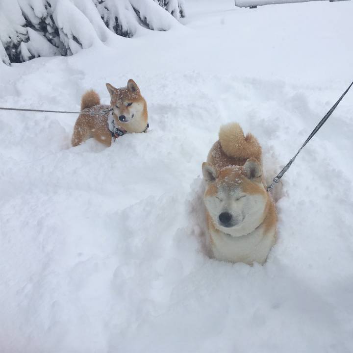 D5c0abcc b383 4b61 8a19 a3c84817275e 1511059272574