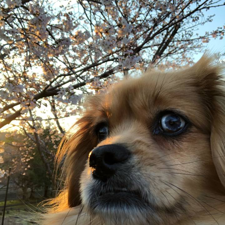 D5c2c971 d331 4088 ae94 494ad22de766 1554153340760