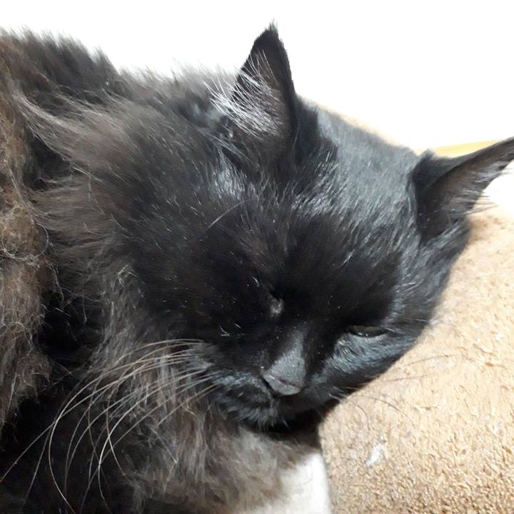 D5c3c6c3 202d 464f b115 058f872a05b6 1523531386772