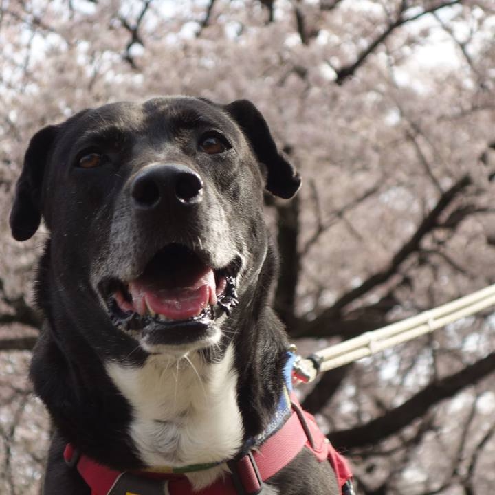 D5c44a91 9c82 41a2 9bb1 32a1c91f691b 1680139062777