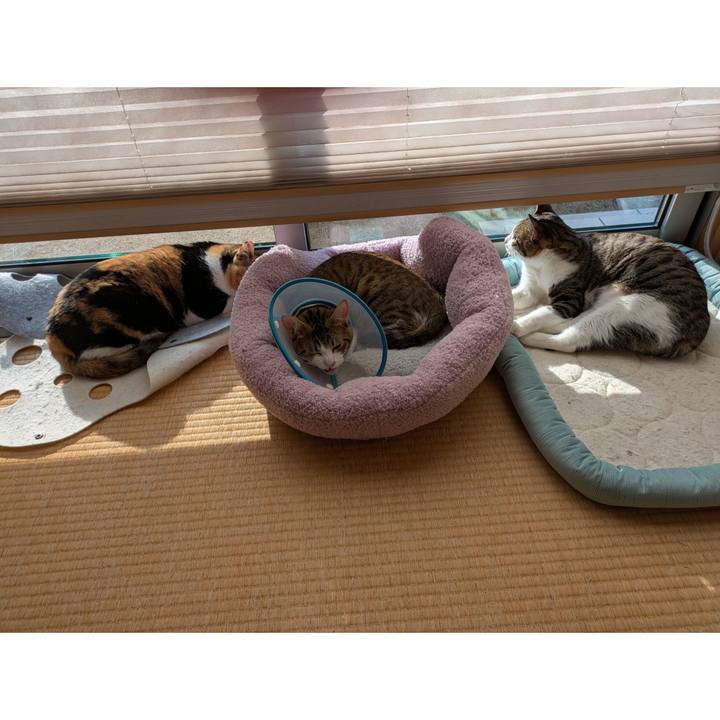 D5c8ac5a 0cb8 4df6 bdf4 550ff4cea644 1741844162698