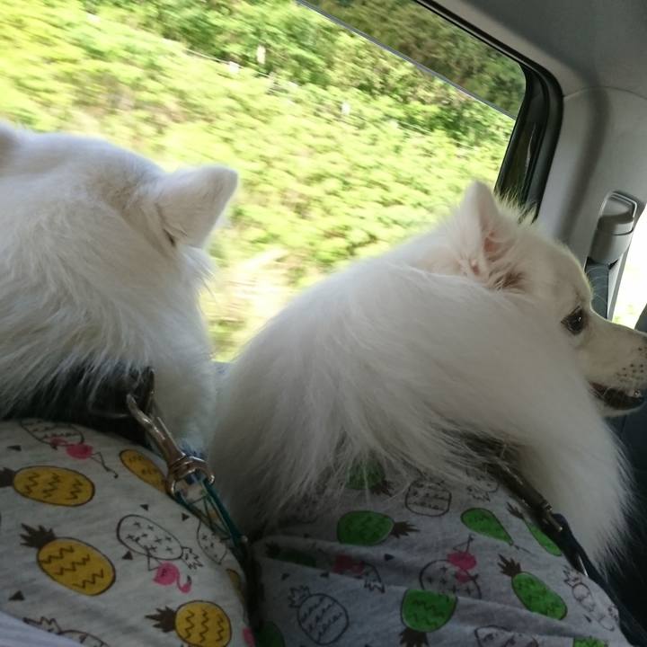 D5c8d4be 220e 490c a90e 892e6cad7583 1619766464251