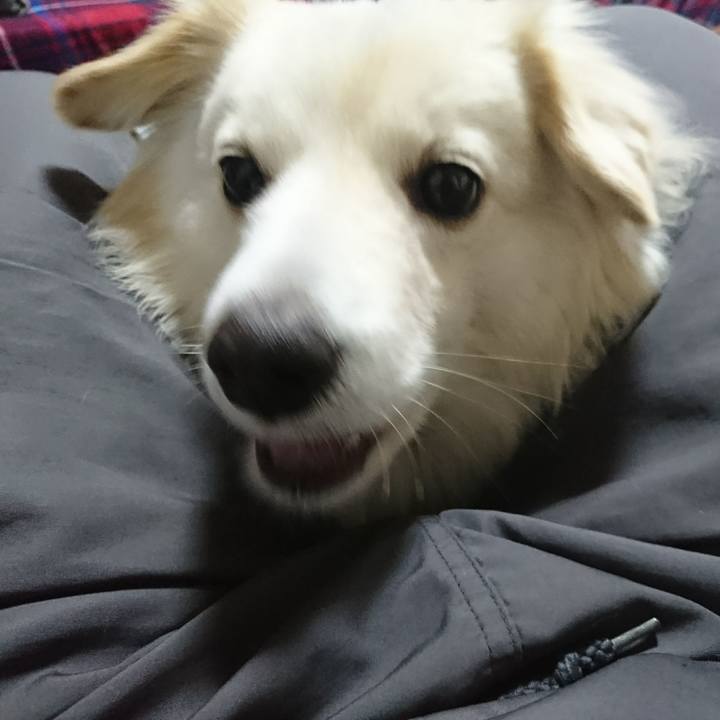 D5cac300 8313 4047 95c6 074fb5ed11e1 1517871460656