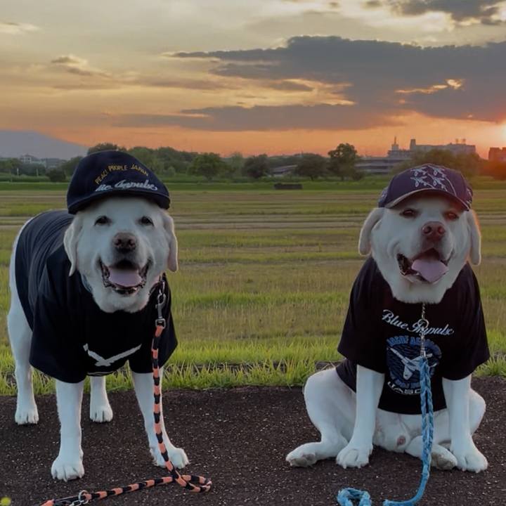 D5cae51d 2b88 4a05 8ccc 3524969e4863 1764222652218