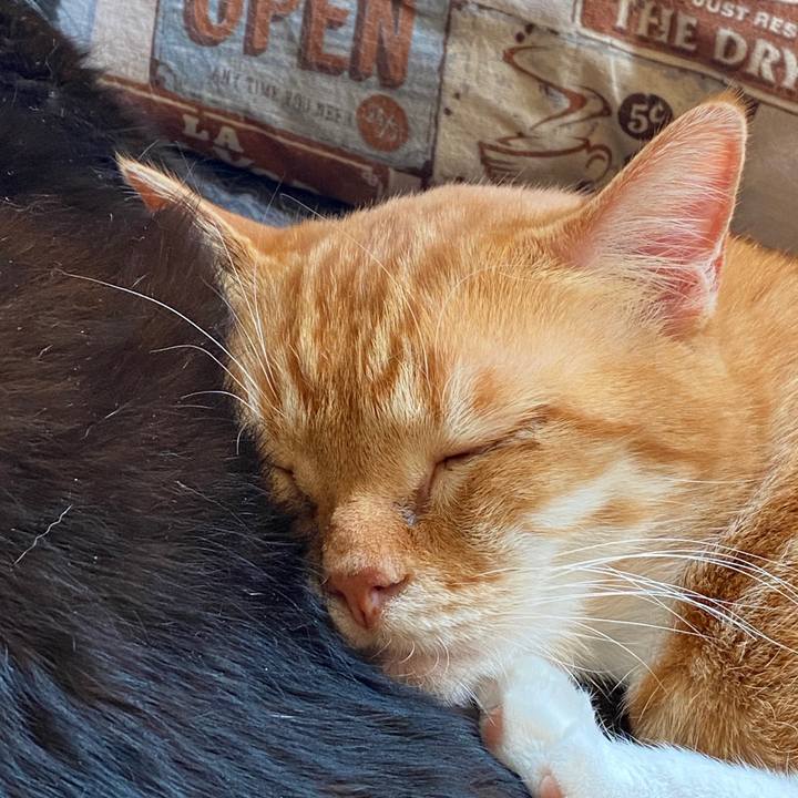 D5caed16 14f8 4475 9aa8 1c22b597457b 1585979272103