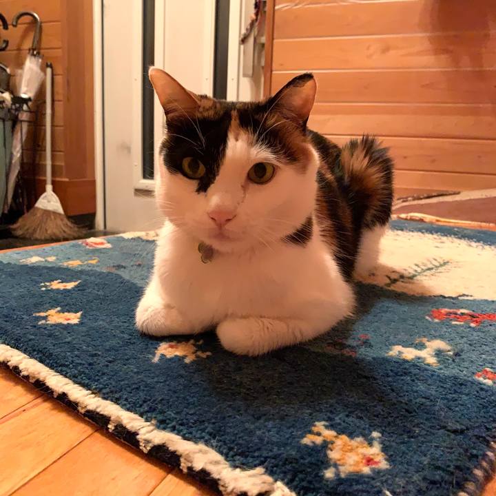 D5d448b1 13cd 4007 918a 2a9a09e498e8 1585836203275