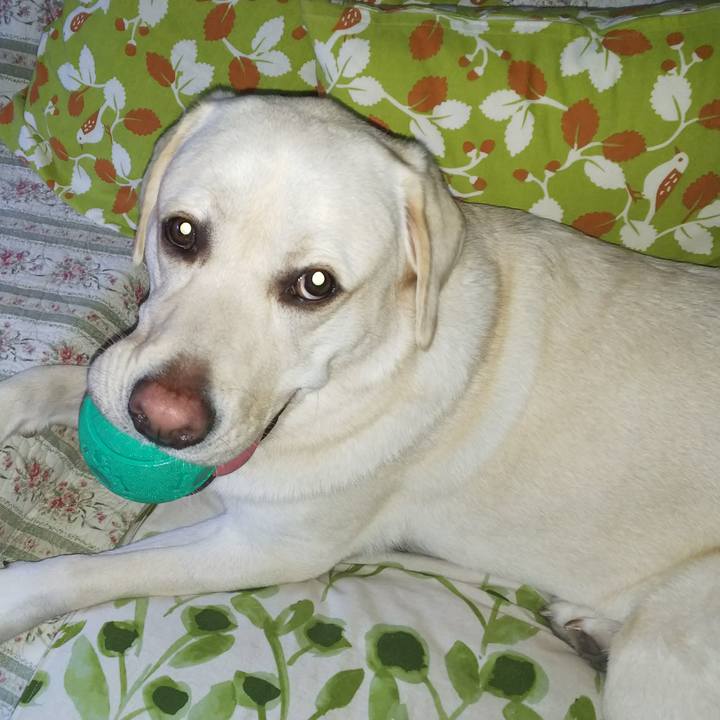 D5d4bfb7 0d5e 4dba 8f4f 5394de7f0d47 1530708593716