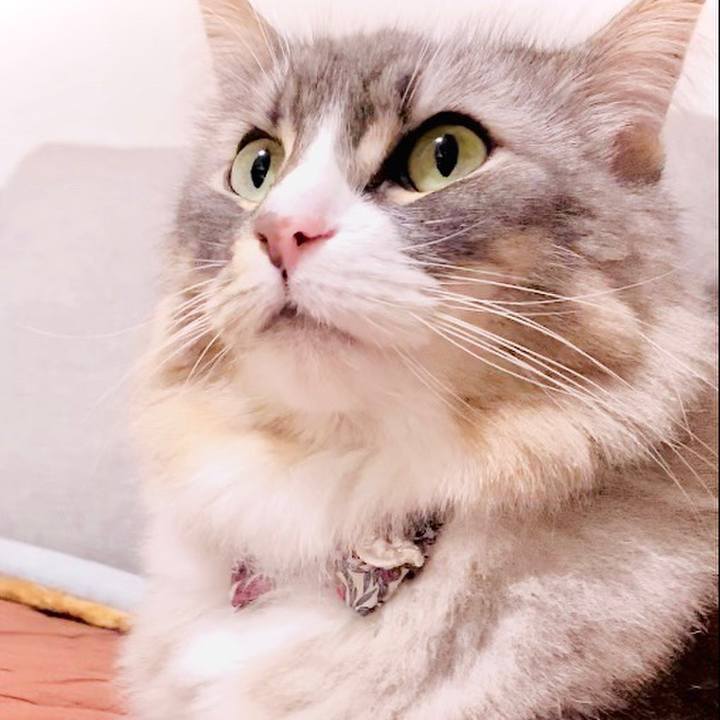 D5d4c7f2 8f5b 46bc ab40 5ea2fac02fb9 1588527795127