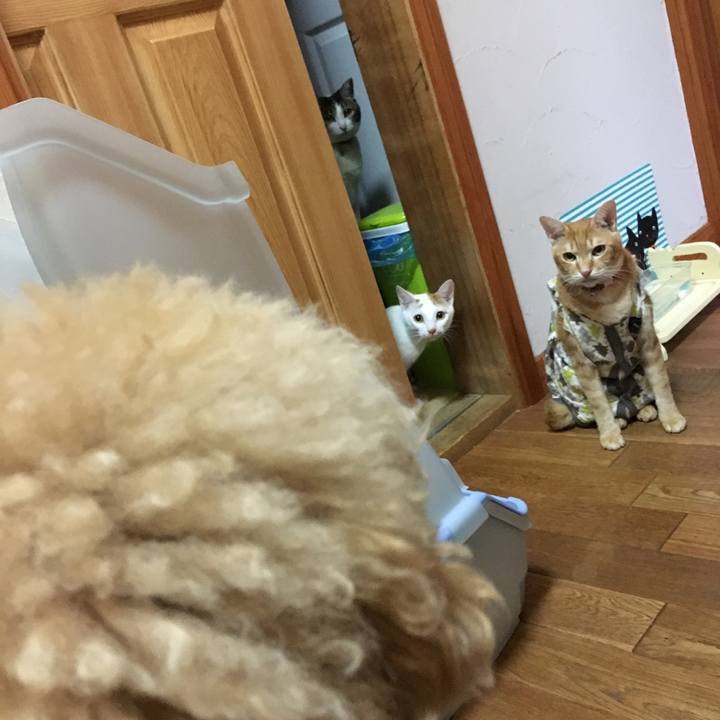 D5d6fbe9 1b0c 4ef0 9330 d54ba3bbe82a 1511956617926