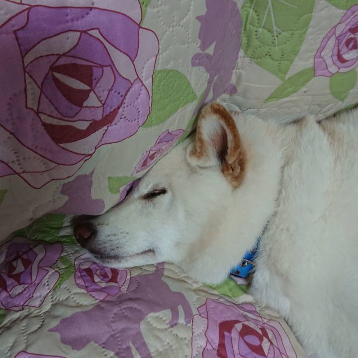 D5d8e231 4ade 48d1 997b 87dc7c92f600 1589292107671