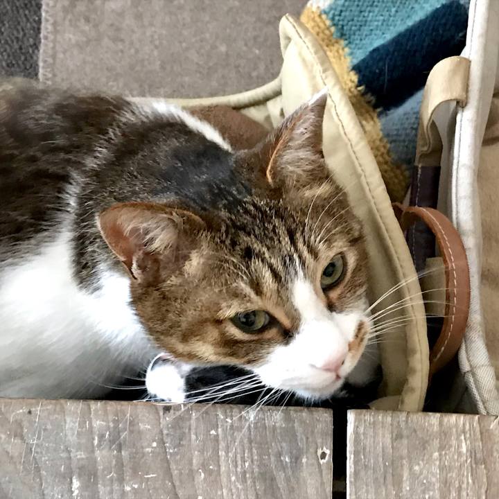 D5db44d8 070c 4249 b3f3 e75ce39fc9f2 1550228565984