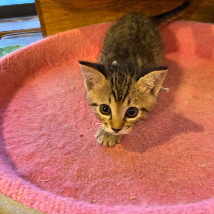 D5dcfd89 647f 4ad6 ad1a ac3d72a101c2 1597226610448