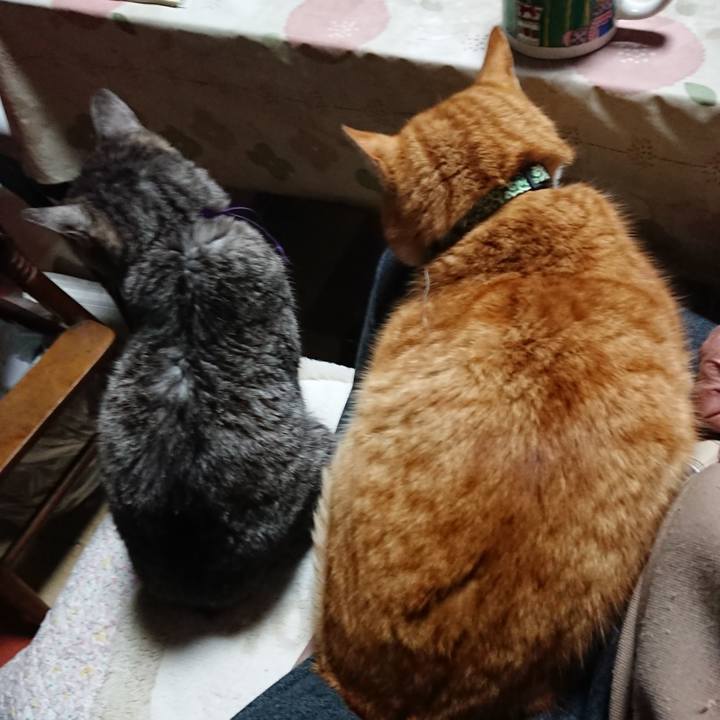 D5dd78d8 1d18 4ef9 b9a6 ac8dcb90e5b7 1581022347440