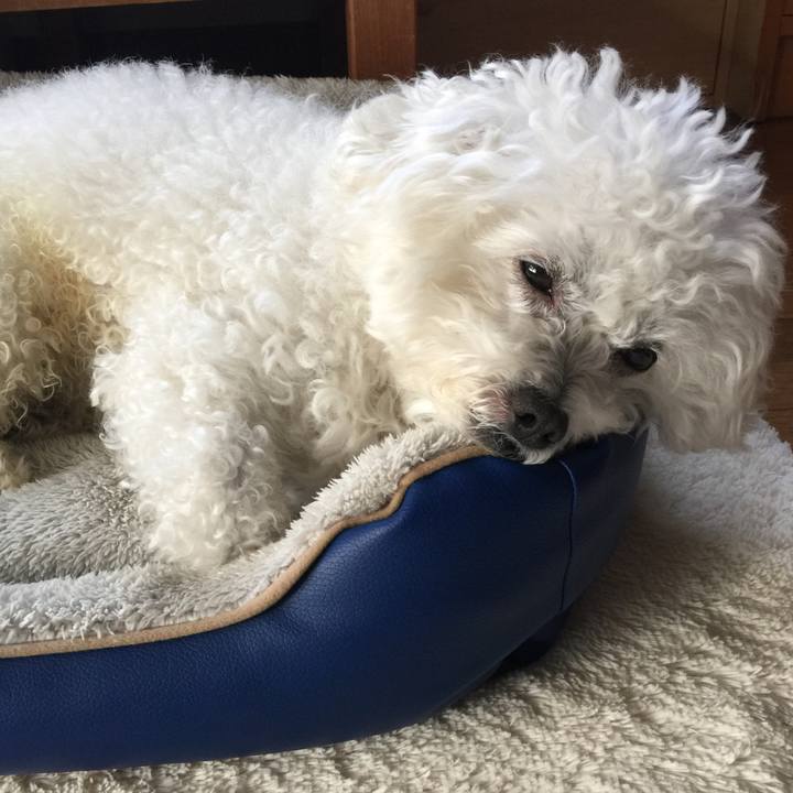 D5dde0da 88d1 4bfb babc 376ee7ea6077 1544052464133