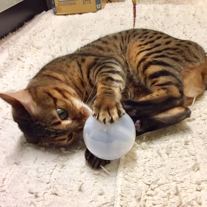 D5dfa1d8 7737 4813 8120 cb5d6facb455 1511129239274