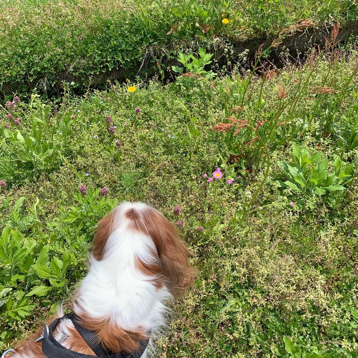 D5e26ace af1e 45a1 a652 b2542eada3f6 1588137204858