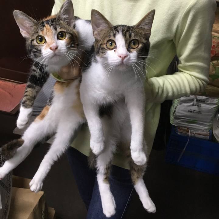 D5e8055a 3020 44db 84bf f33dbe3f38cf 1540461446311