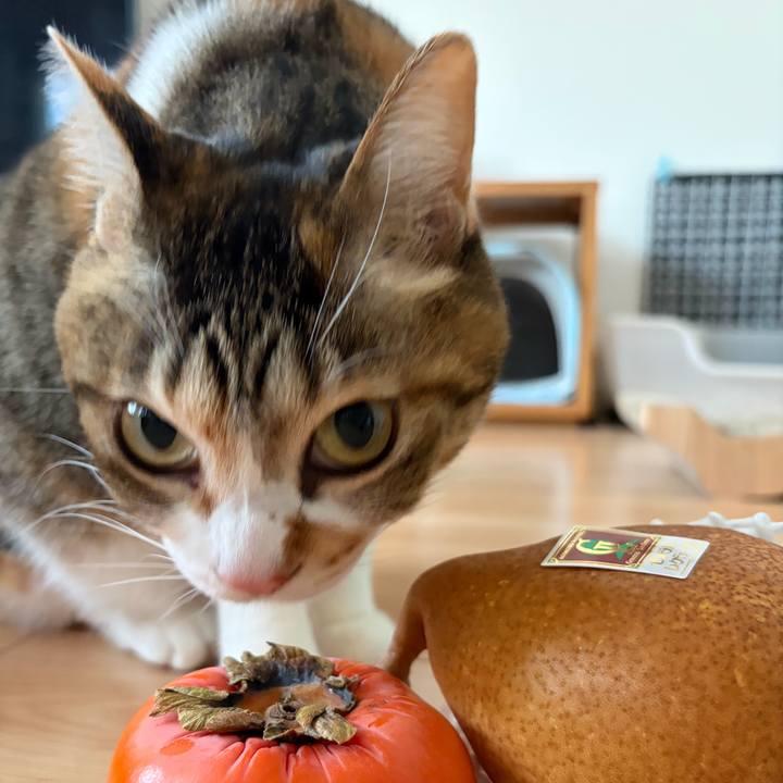 D5e9f1ec 4379 4c84 987b bd047bfd6eca 1765080183537