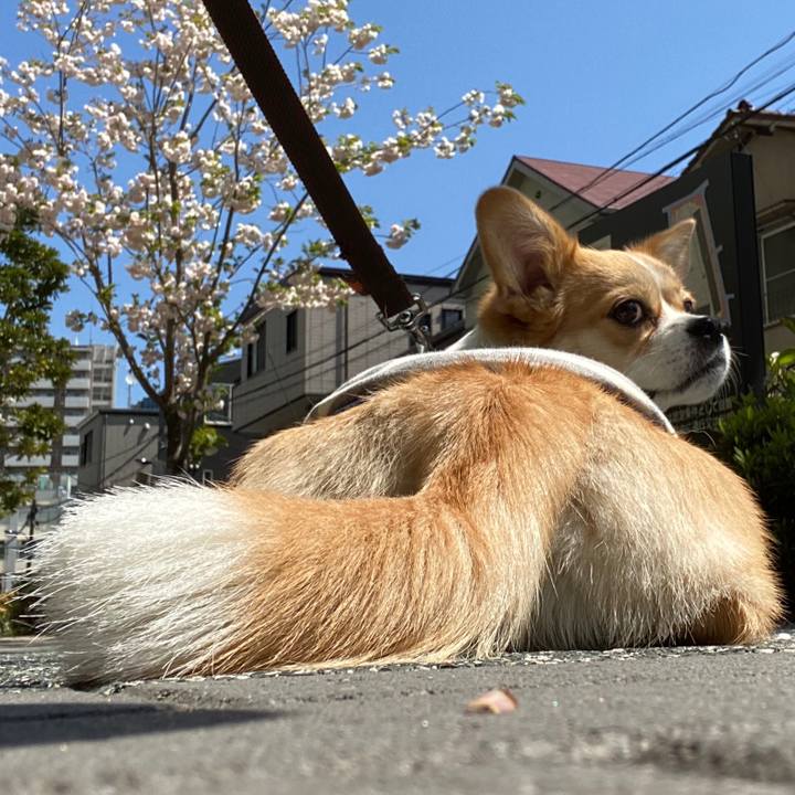 D5ec8957 b18a 4db4 8938 b470fada9fc6 1587120270266