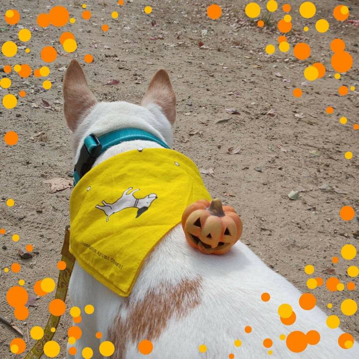 D5ede035 a594 4f2c 88d8 76b854492e83 1635632026043