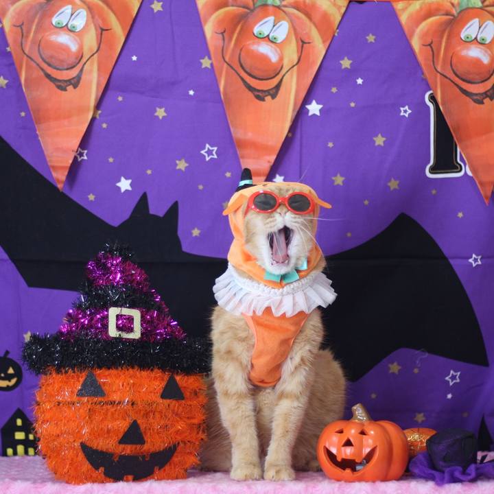 D5ef892f 4ed7 4137 8307 fa68064ae749 1665992630614