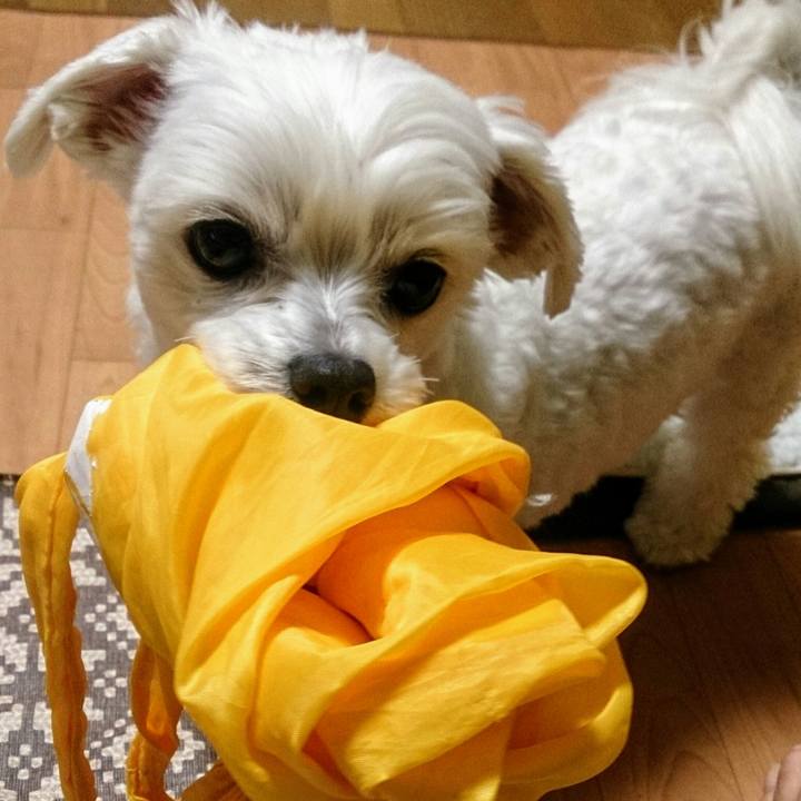 D5f28e7c 8e92 44e0 b4eb c9bdba96ad06 1515420165729