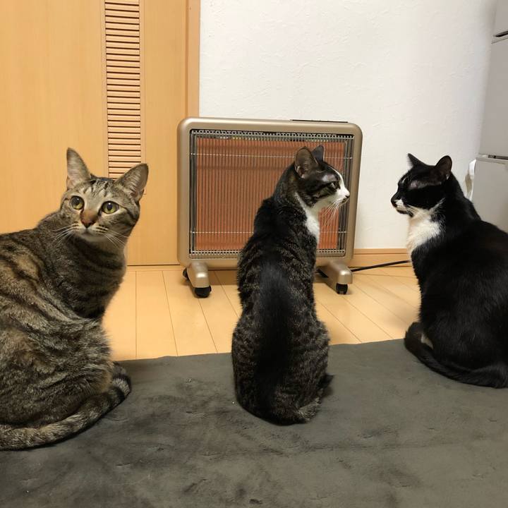 D5f3afa4 e746 4e2f a8cf e7c54042c75e 1544847817475