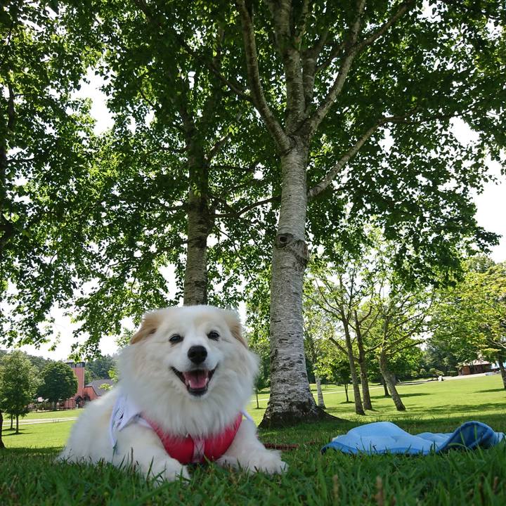 D5fb9436 5121 47a3 bc26 1bbec2dd5291 1530492961420