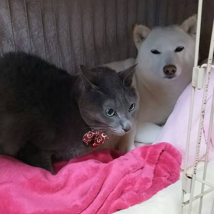 D6018568 25b9 4a3c bd55 5d7e00b76c4d 1517528973038