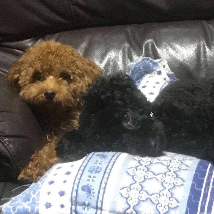 D601eab0 c2c8 41cc a7ab c8207b3e4b49 1509357403909