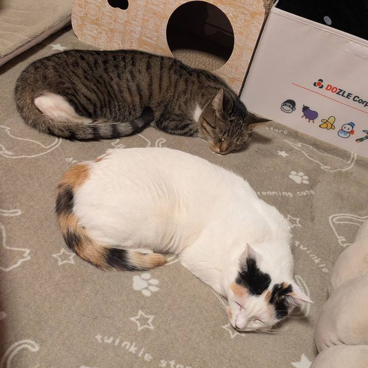 D60469ff 304c 48b9 93ff 39a43220a02b 1742222790299