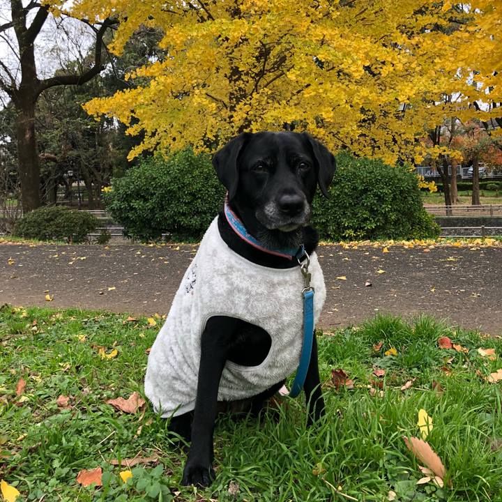 D6053a16 277f 479b b91a 998b4ecd98fc 1543973447405