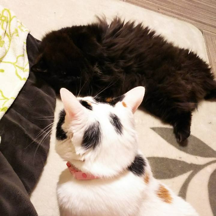 D60764fd 7762 4242 89e5 1f773d0e0696 1522073882112