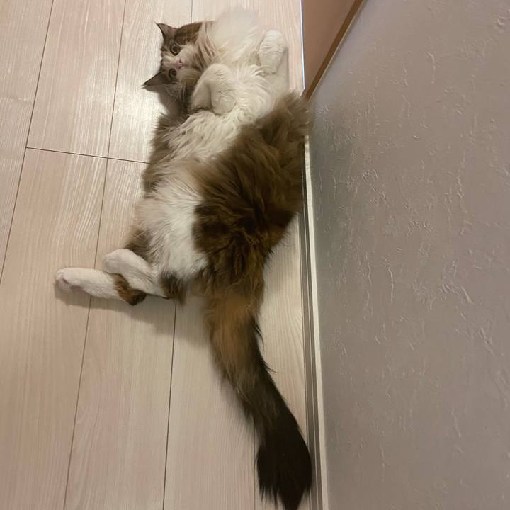 D6088a7e 49cd 434f a393 4b68c8cf67b4 1708892420702