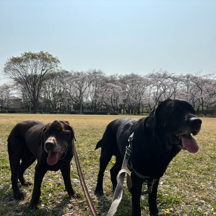 D609fa90 d65a 4165 8949 f54222cf5198 1774783964202