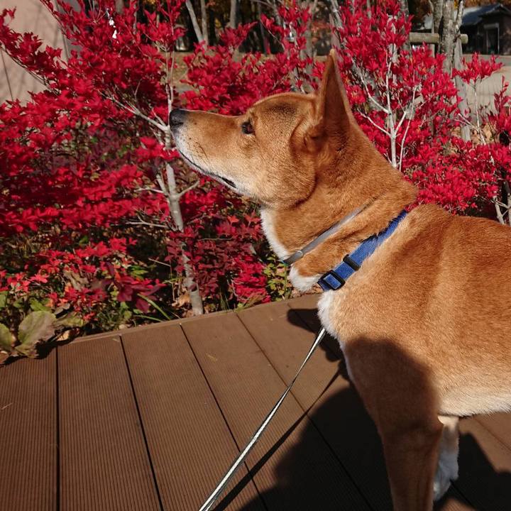 D60eaa47 1570 47d4 8940 2ad8e3022741 1509179152329