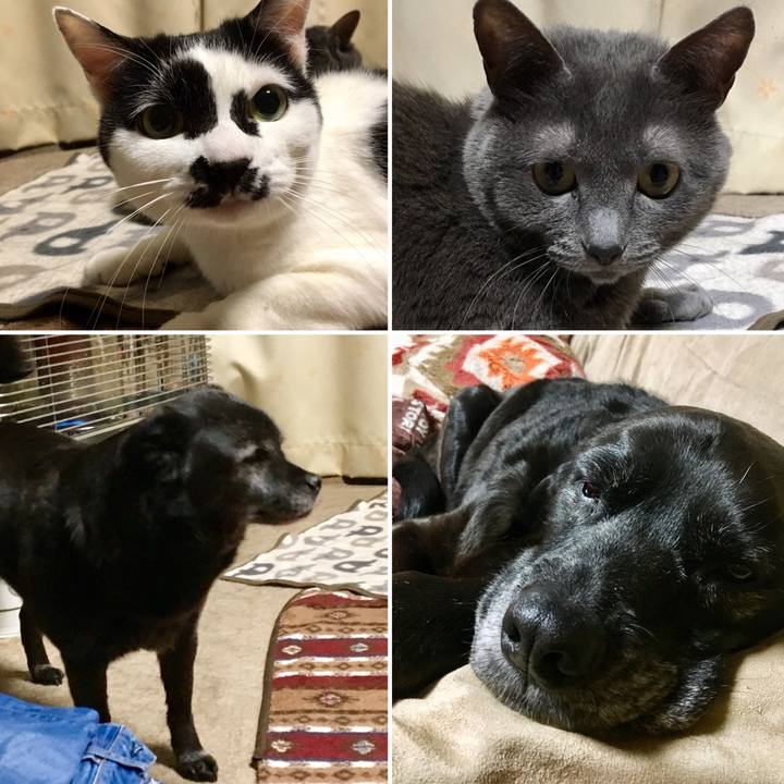 D61b11e0 9d46 4846 9188 dde850bf64ae 1554477840091