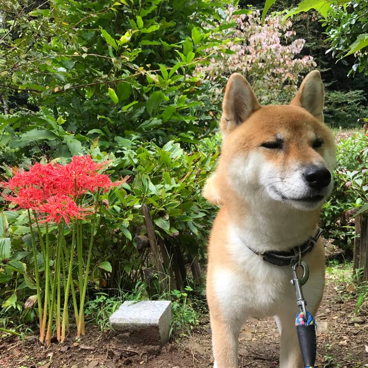 D623c672 066e 4947 8bed fcf6e83579e5 1537863931222